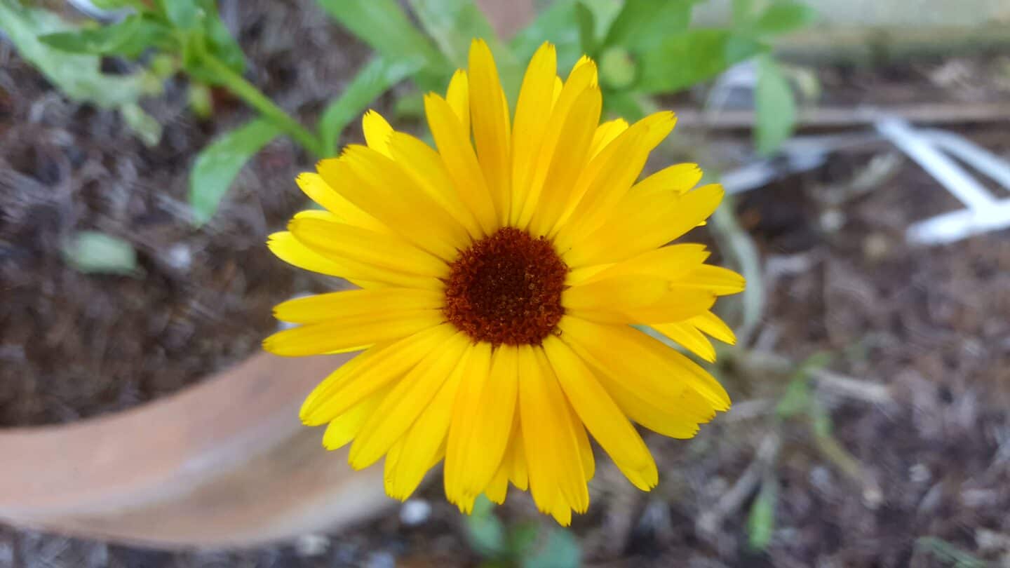 September in our garden - a garden diary September in our garden - yellow calendula