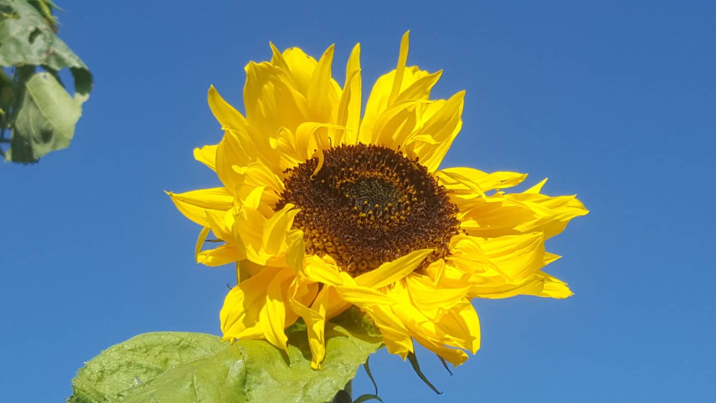 September in our garden - a garden diary September in our garden - sunflower