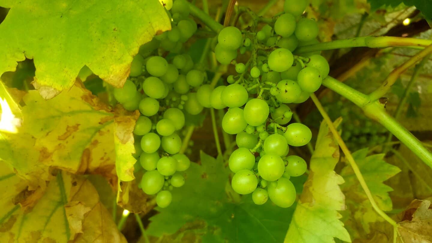 September in our garden - a garden diary September in our garden - grapes on a grapevine