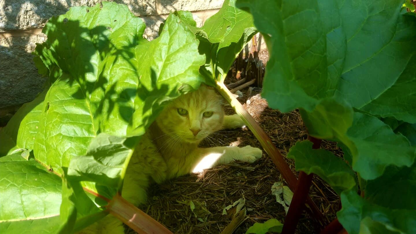 September in our garden - a garden diary September in our garden - ginger cat in the rhubarb