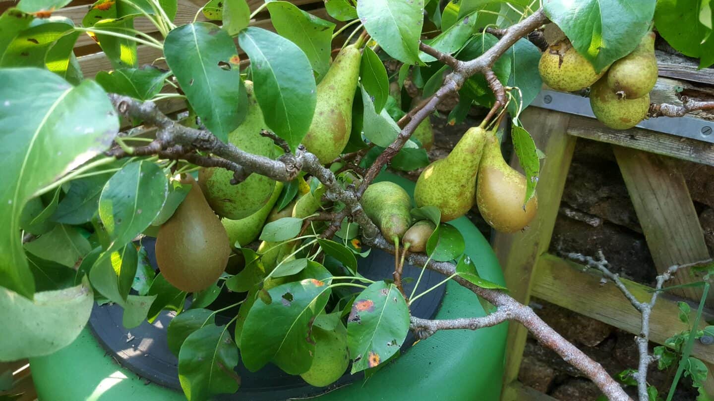 September in our garden - a garden diary September in our garden - pears on a tree