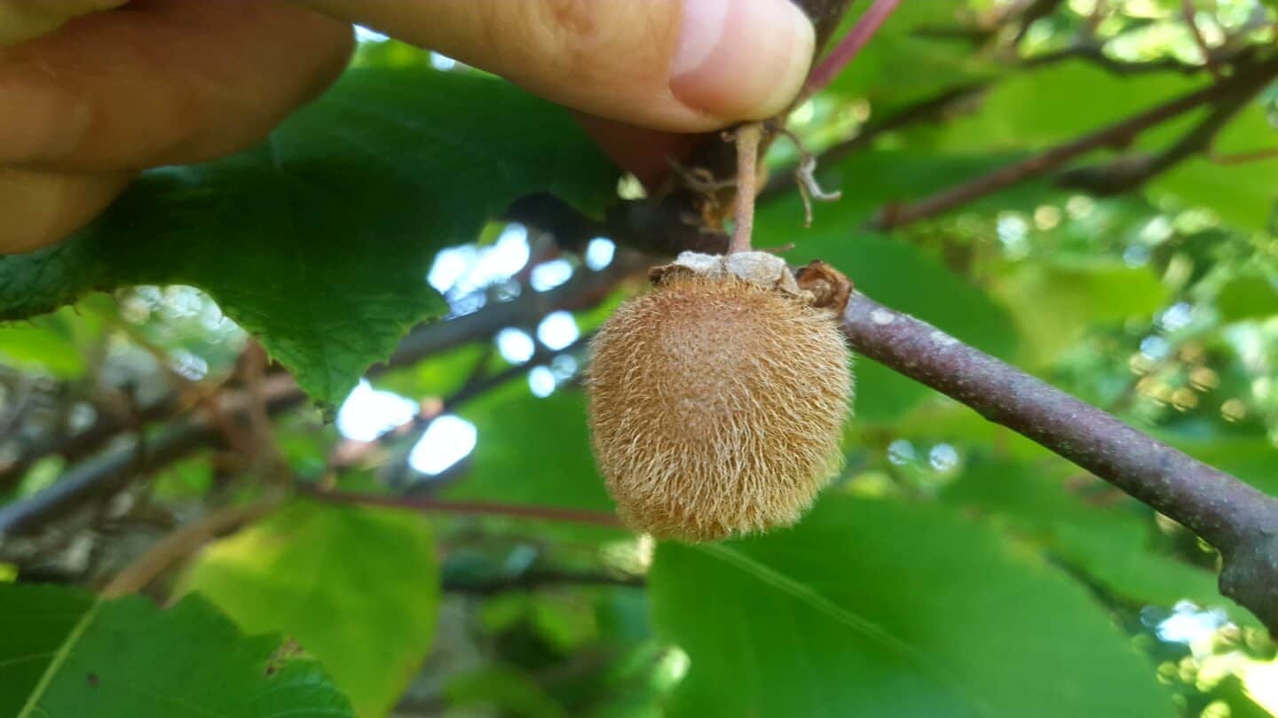 September in our garden - a garden diary September in our garden - kiwi on a tree