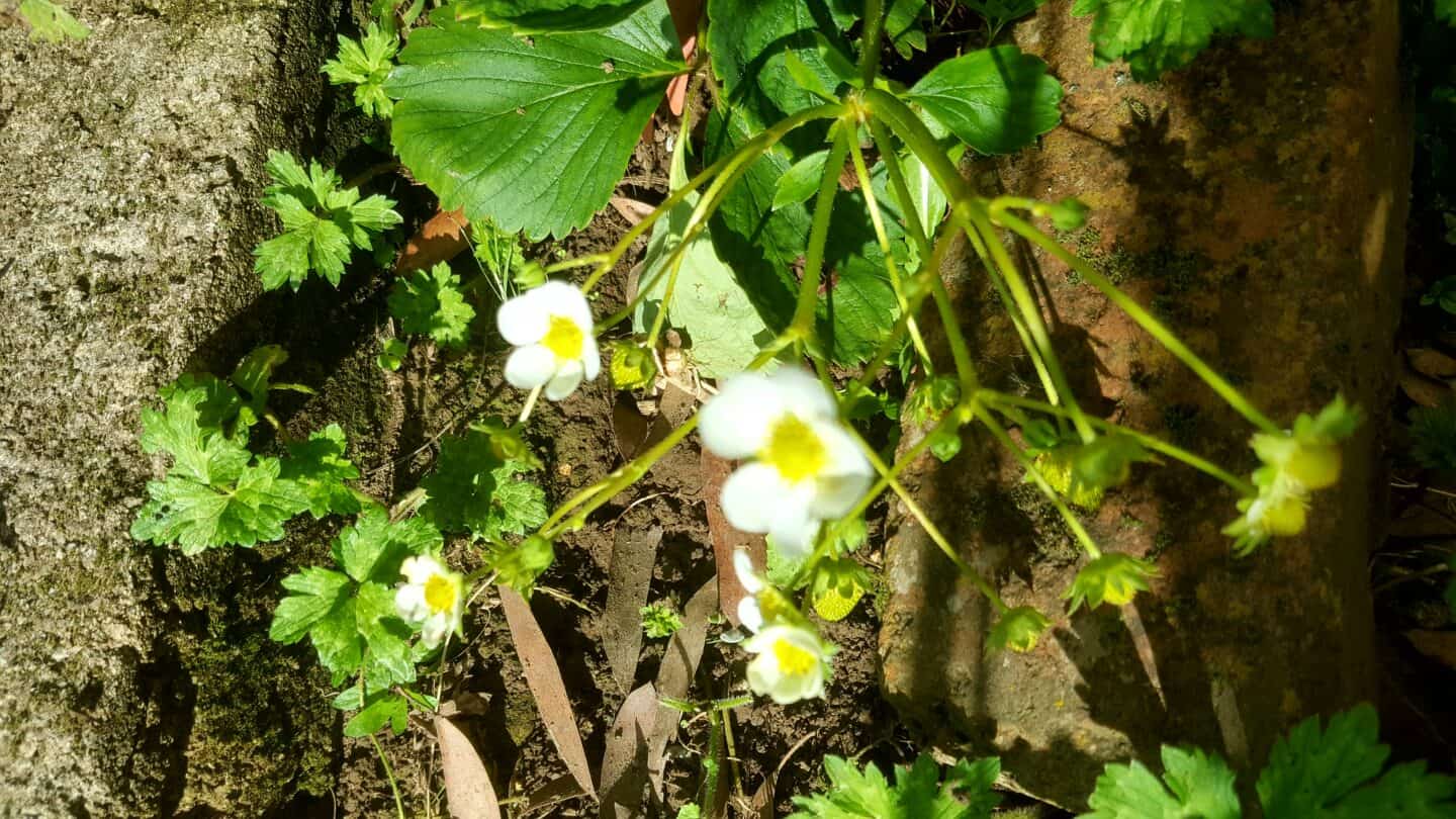 September in our garden - a garden diary September in our garden - strawberries
