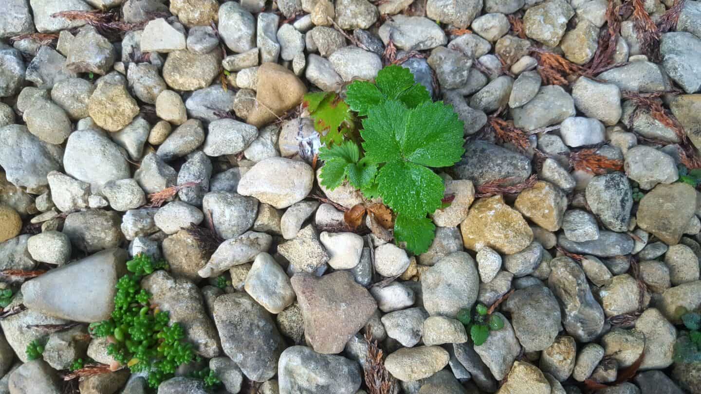 September in our garden - a garden diary September in our garden - strawberry plant