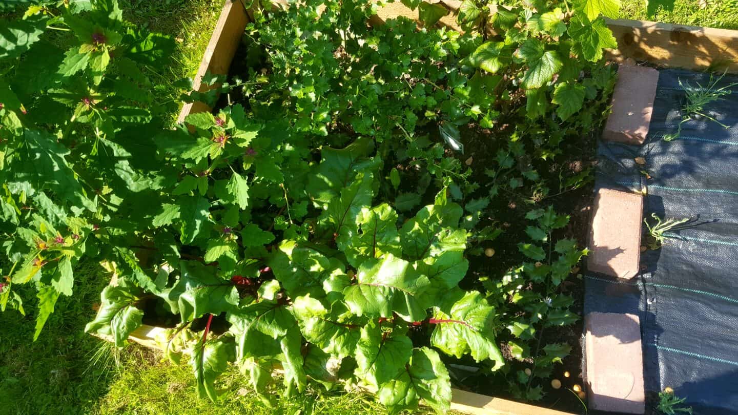 September in our garden - a garden diary September in our garden - veg bed with beetroot and tree spinach