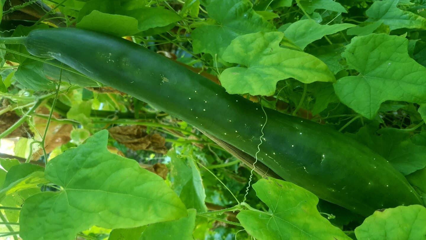 September in our garden - a garden diary September in our garden - cucumber