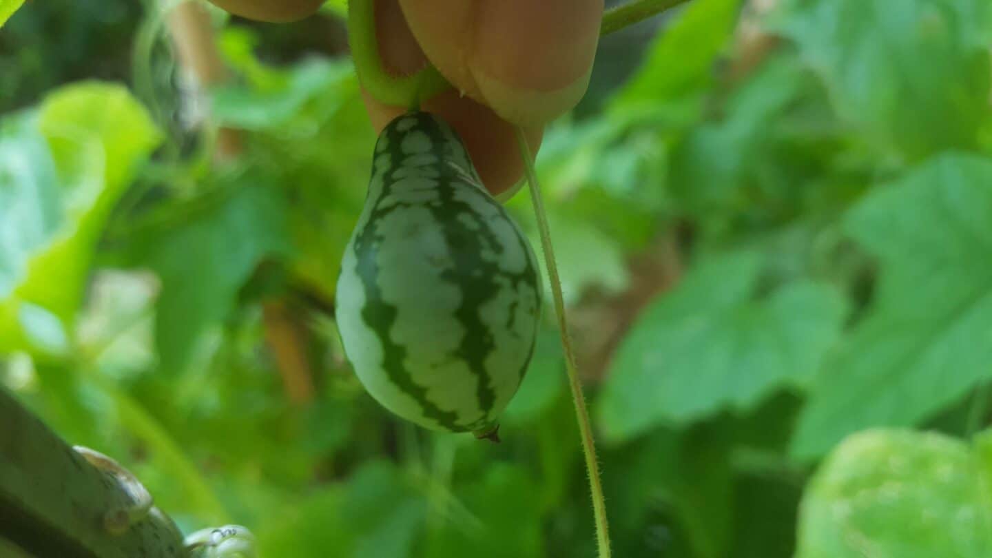 September in our garden - a garden diary September in our garden - cucamelon