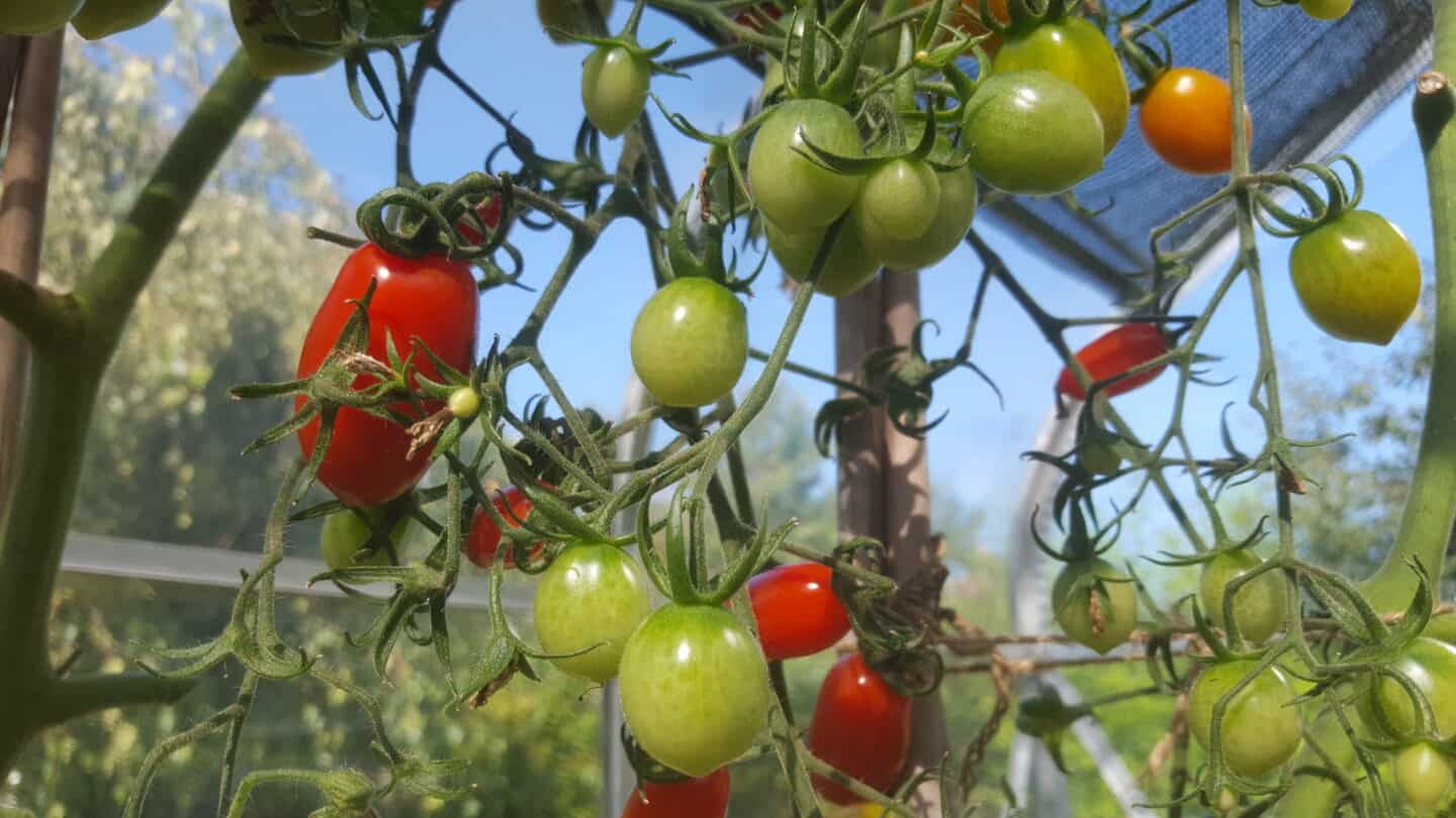 September in our garden - a garden diary September in our garden - tomatoes