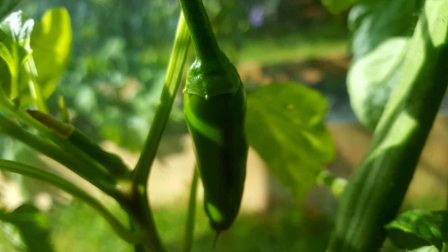 September in our garden - a garden diary September in our garden - chilli plant