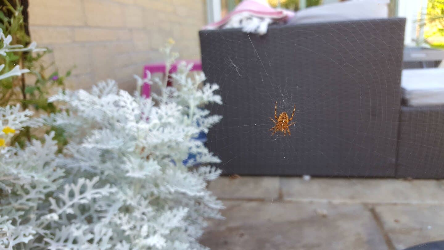 September in our garden - a garden diary September in our garden - spider in its web