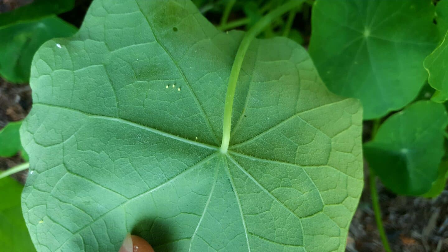 September in our garden - a garden diary September in our garden - caterpillar eggs
