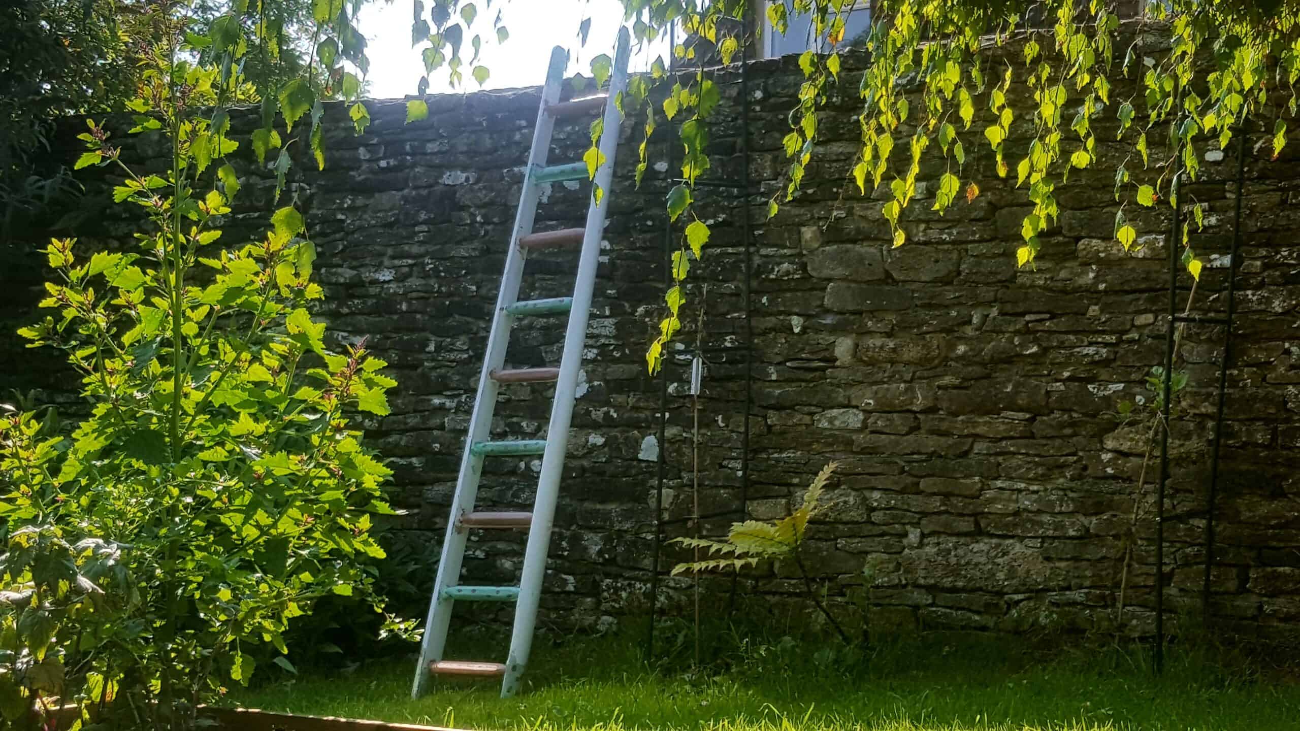 September in our garden - a garden diary September in our garden - ladder against orchard wall