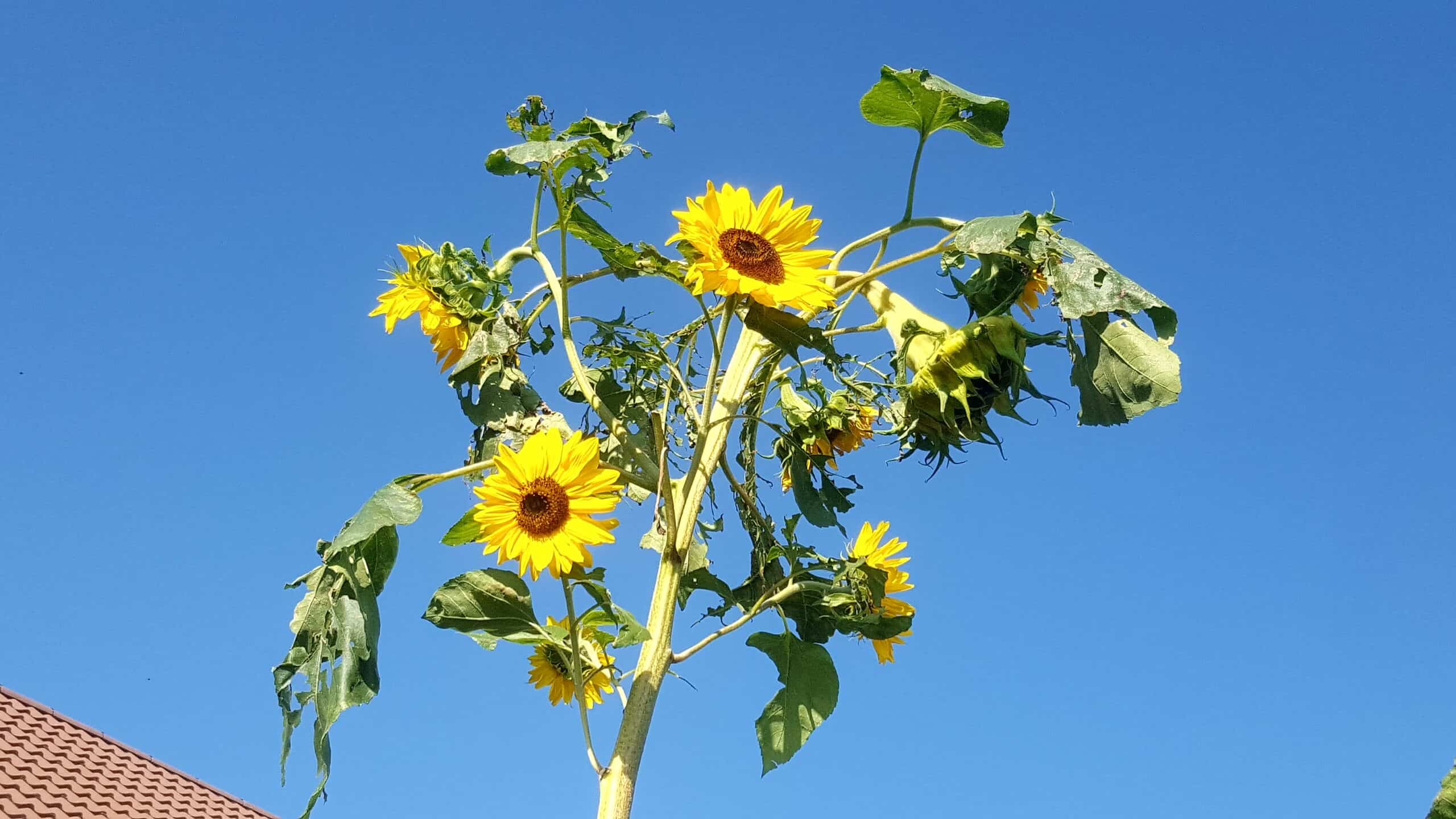 September in our garden - a garden diary September in our garden - sunflowers