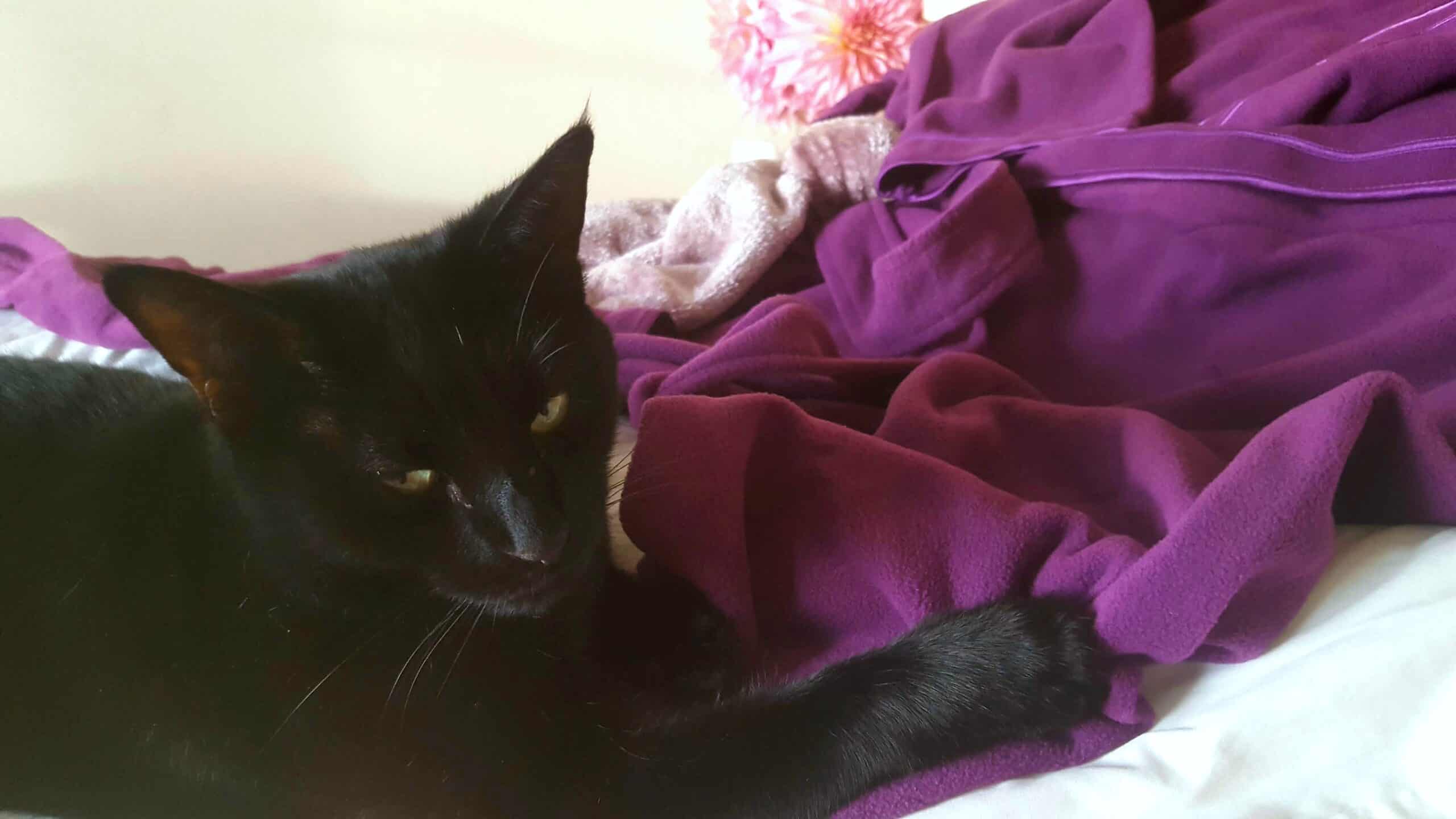 Uplifting self-care gift basket ideas for healthcare workers * Self care gift basket ideas - dressing gown, flower, cat