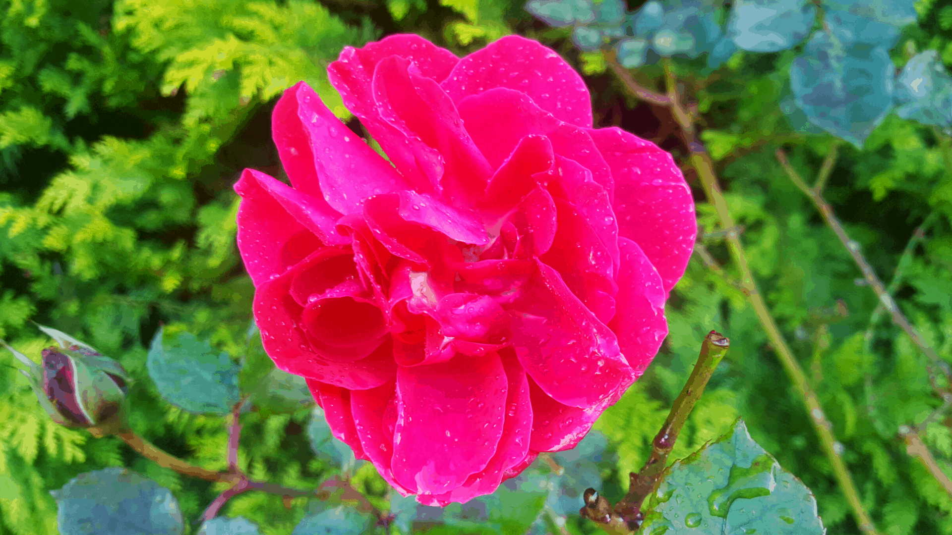November in our garden - a garden diary November in our garden - red rose