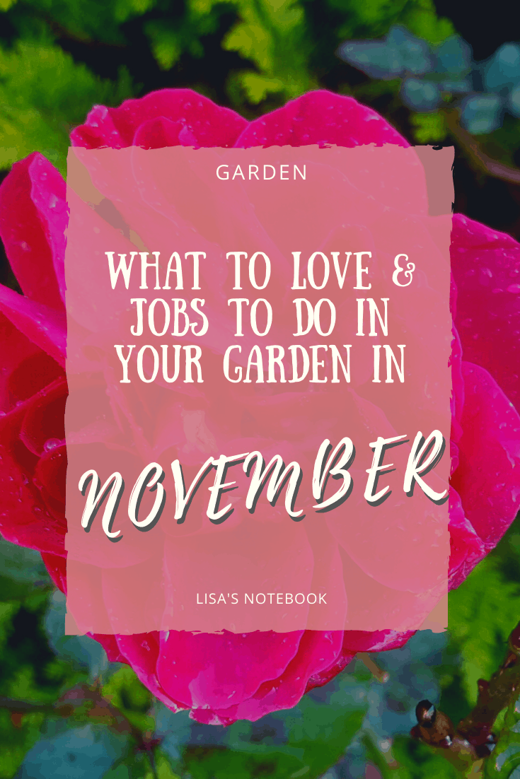 November in our garden - a garden diary November in our garden - red rose