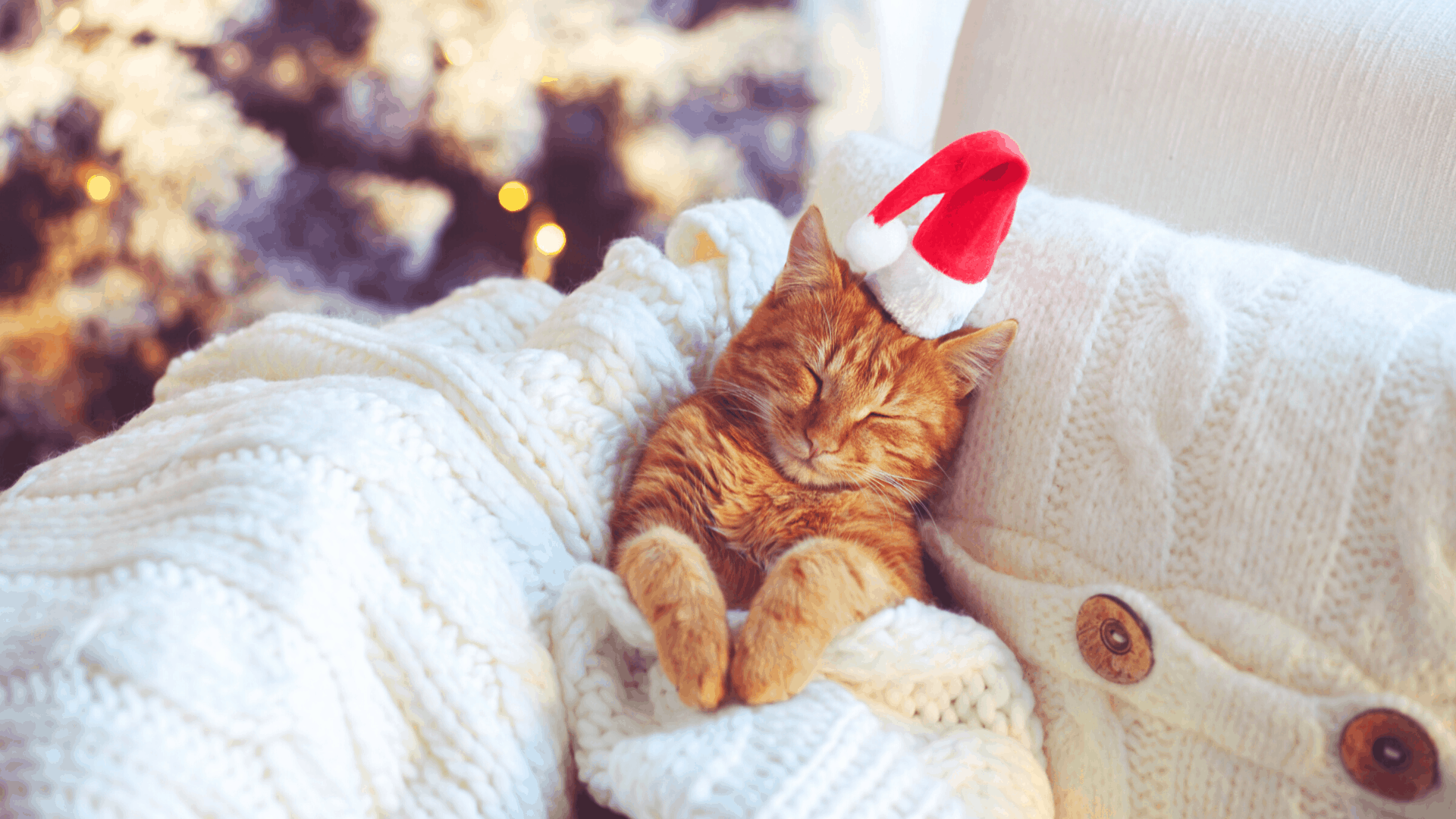 Bloggers Christmas Giveaway 2020 - win a Samsung 50 inch Smart TV Bloggers Christmas Giveaway - snoozing Santa cat - win samsung-50-inch-smart-tv