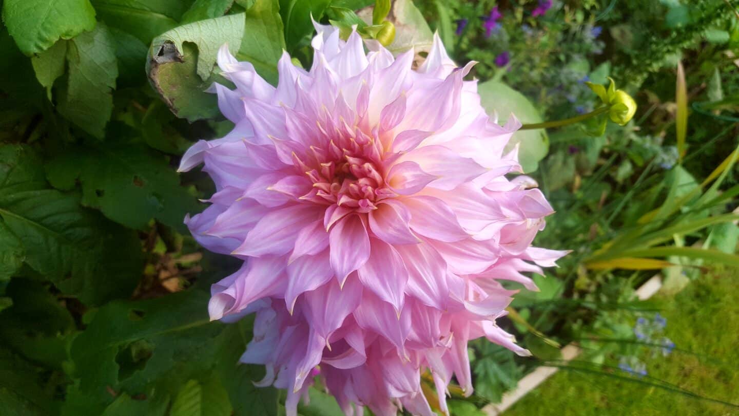 November in our garden - a garden diary November in our garden - pink dahlia