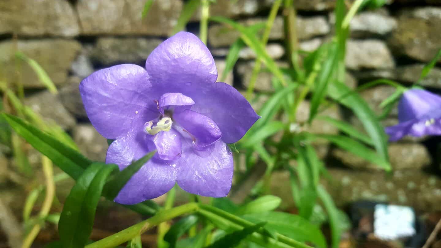 November in our garden - a garden diary November in our garden - purple canterbury bell