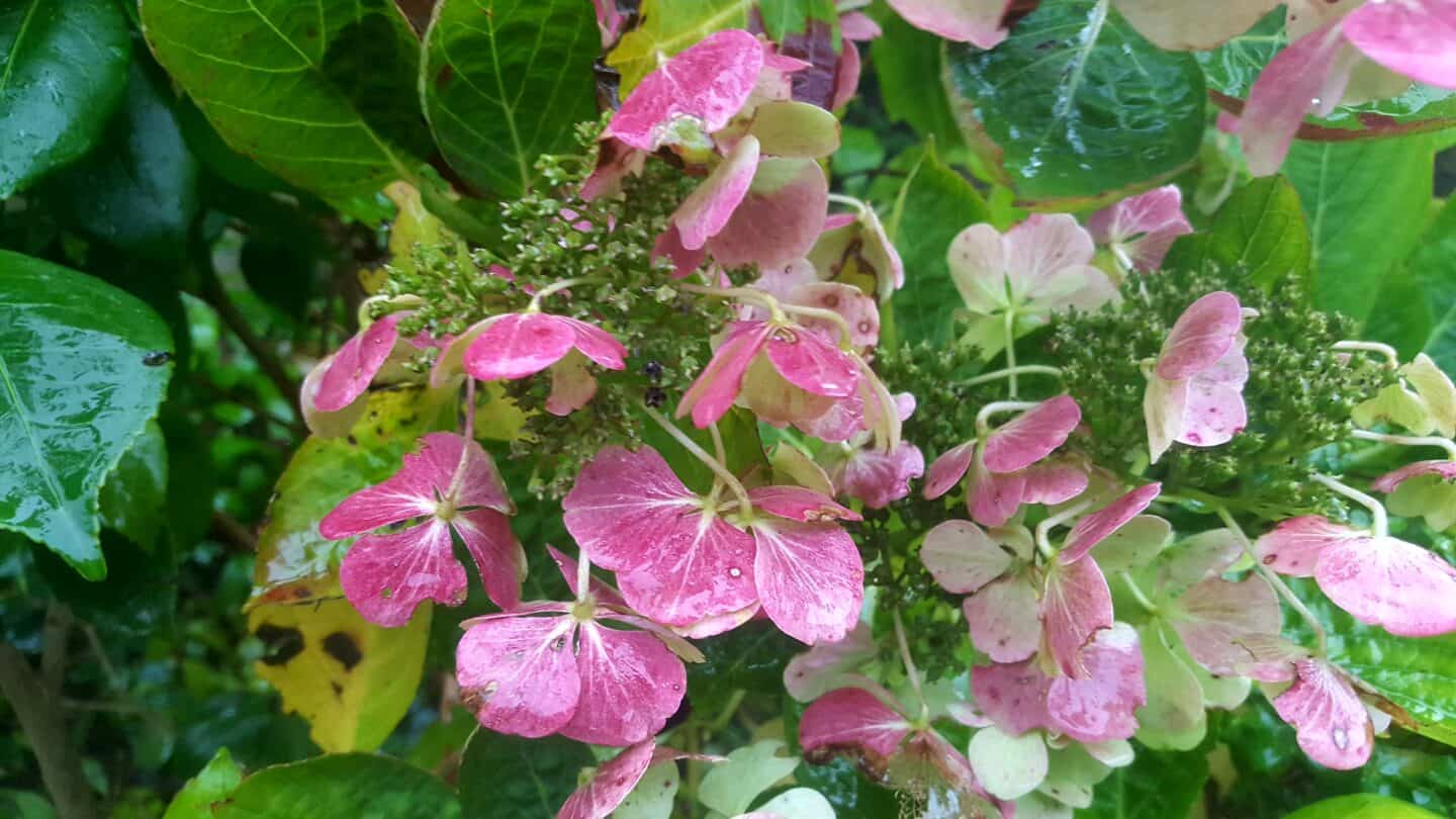 November in our garden - a garden diary November in our garden - pink hydrangea