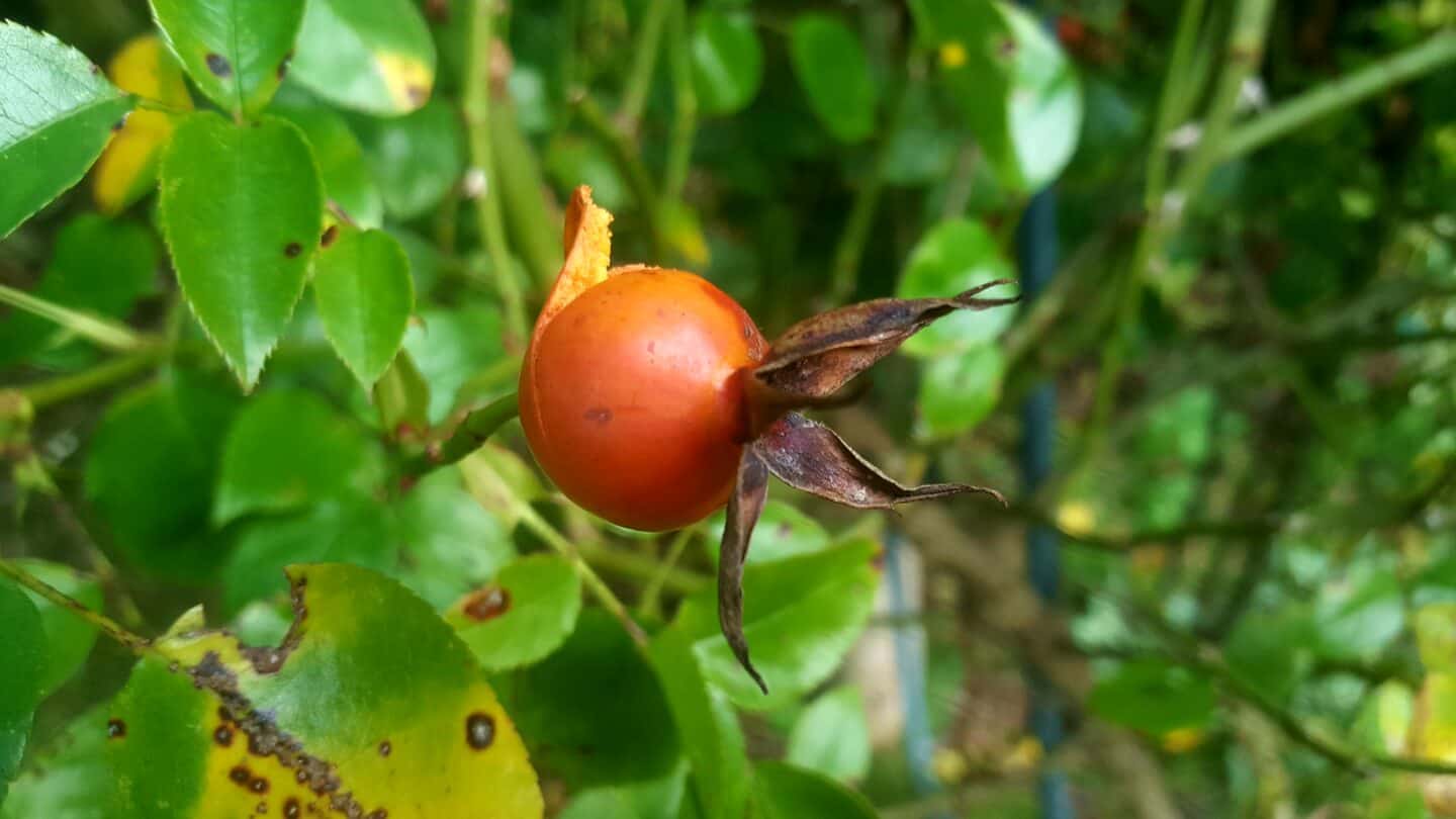 November in our garden - a garden diary November in our garden - rosehip