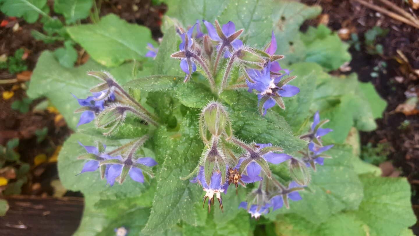 November in our garden - a garden diary November in our garden - blue borage