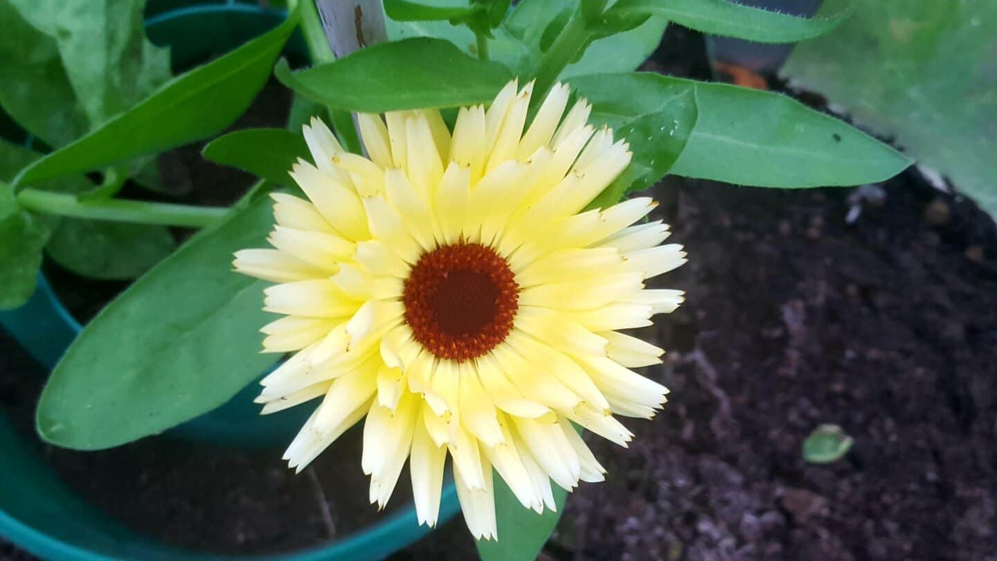 November in our garden - a garden diary November in our garden - yellow calendula