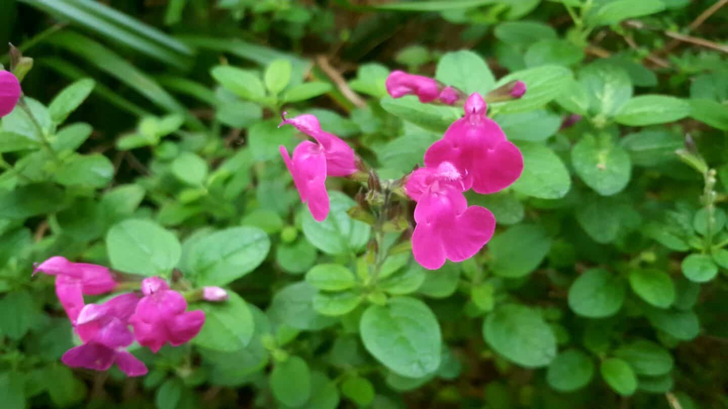 November in our garden - a garden diary November in our garden - pink salvia