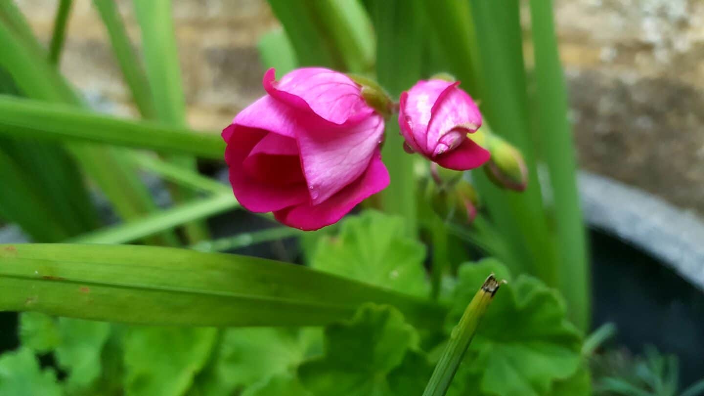 November in our garden - a garden diary November in our garden - pink geranium