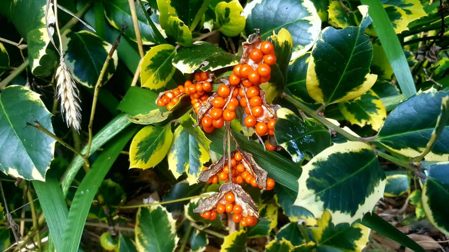 November in our garden - a garden diary November in our garden - holly berries