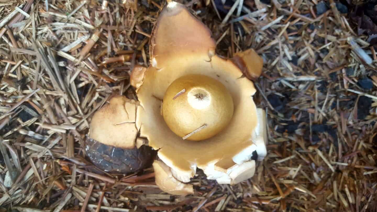 November in our garden - a garden diary November in our garden - puffball fungi