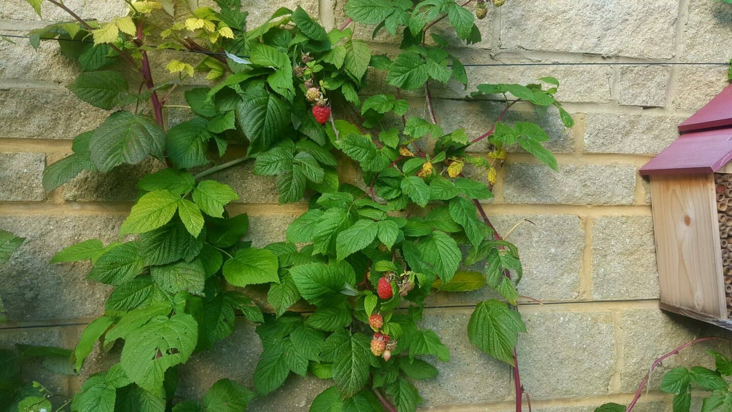 November in our garden - a garden diary November in our garden - Autumn raspberries