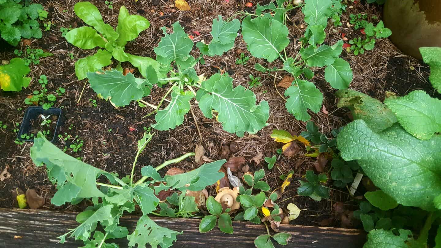 November in our garden - a garden diary November in our garden - broccoli sprouting