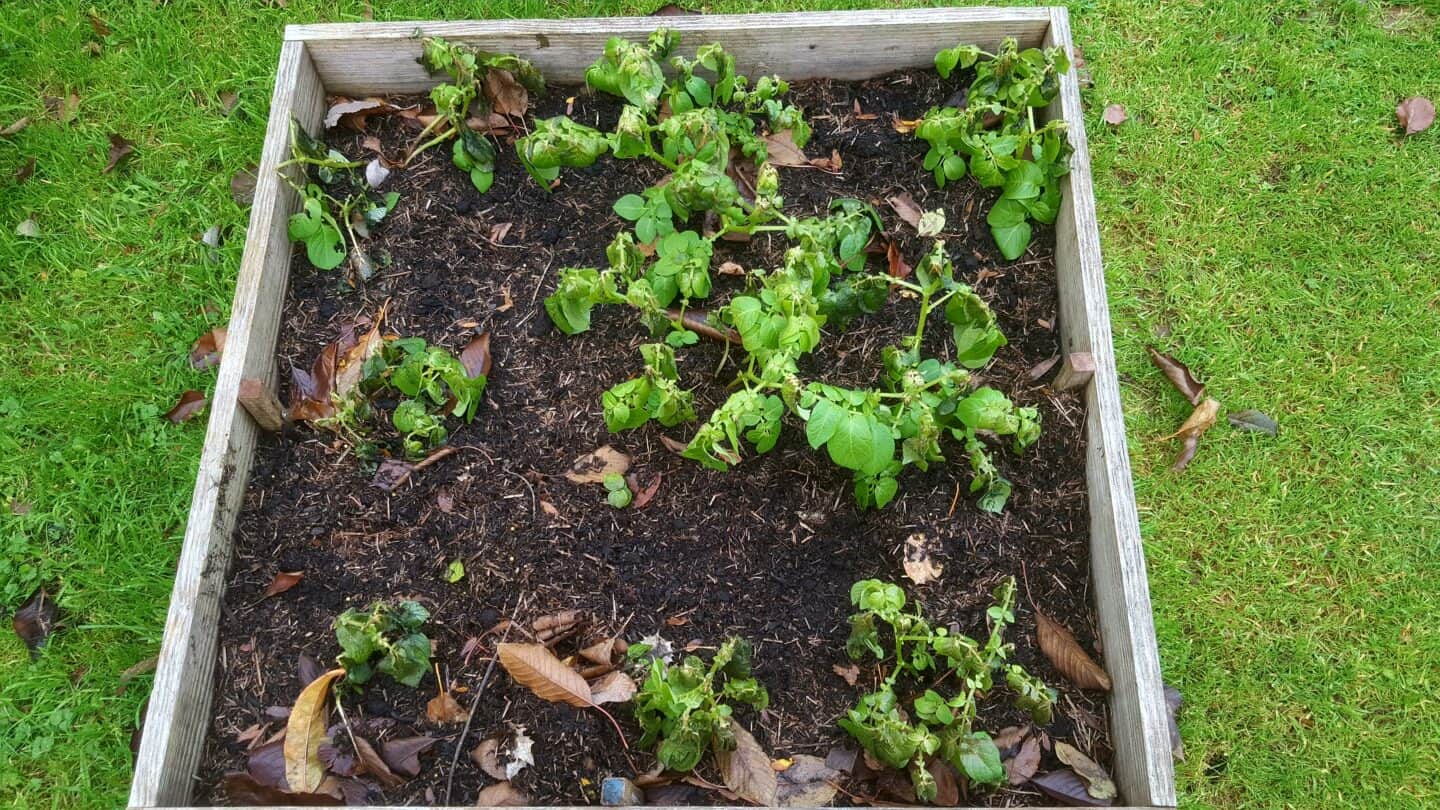 November in our garden - a garden diary November in our garden - potatoes