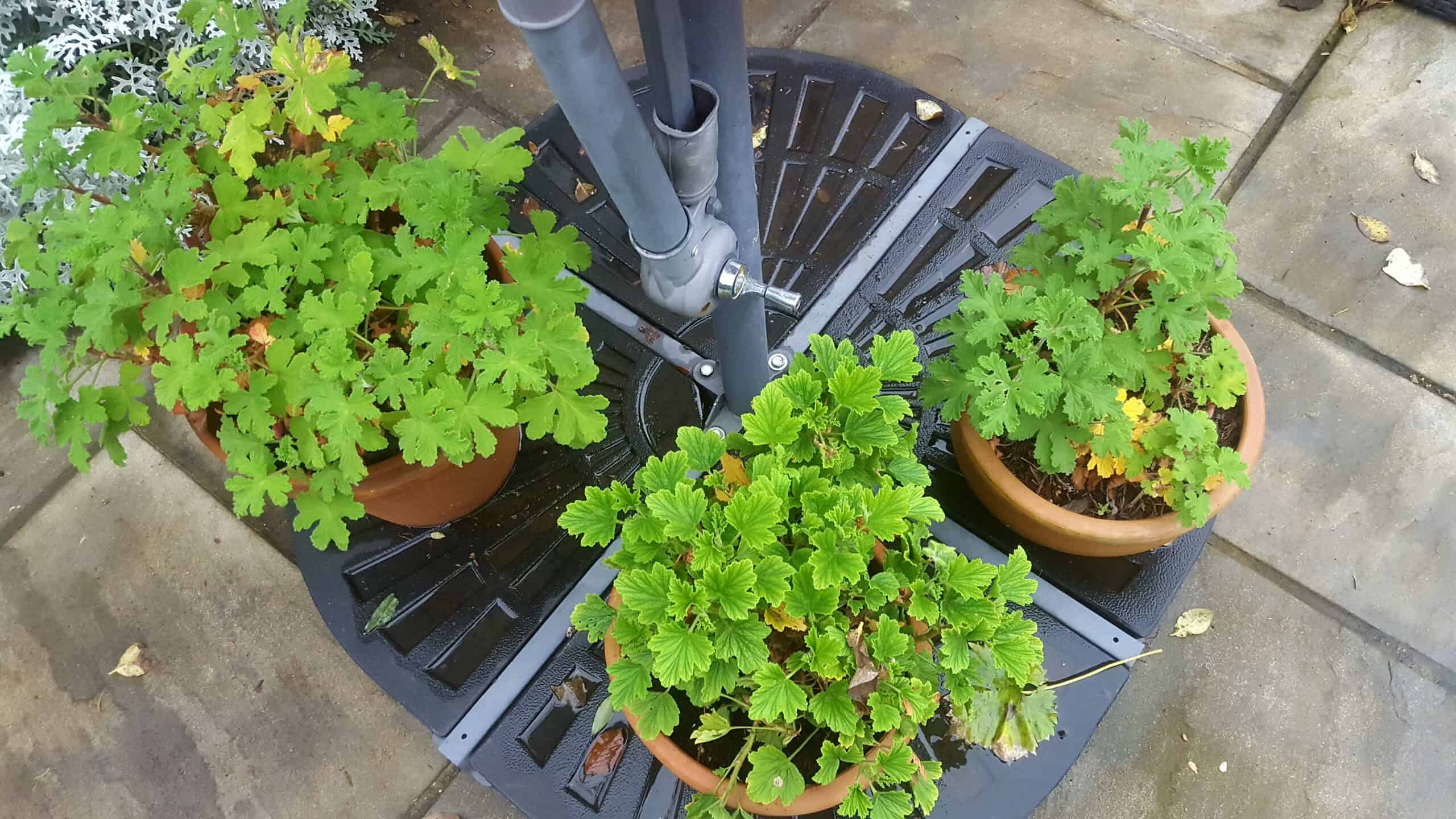 November in our garden - a garden diary November in our garden - potted pelargoniums