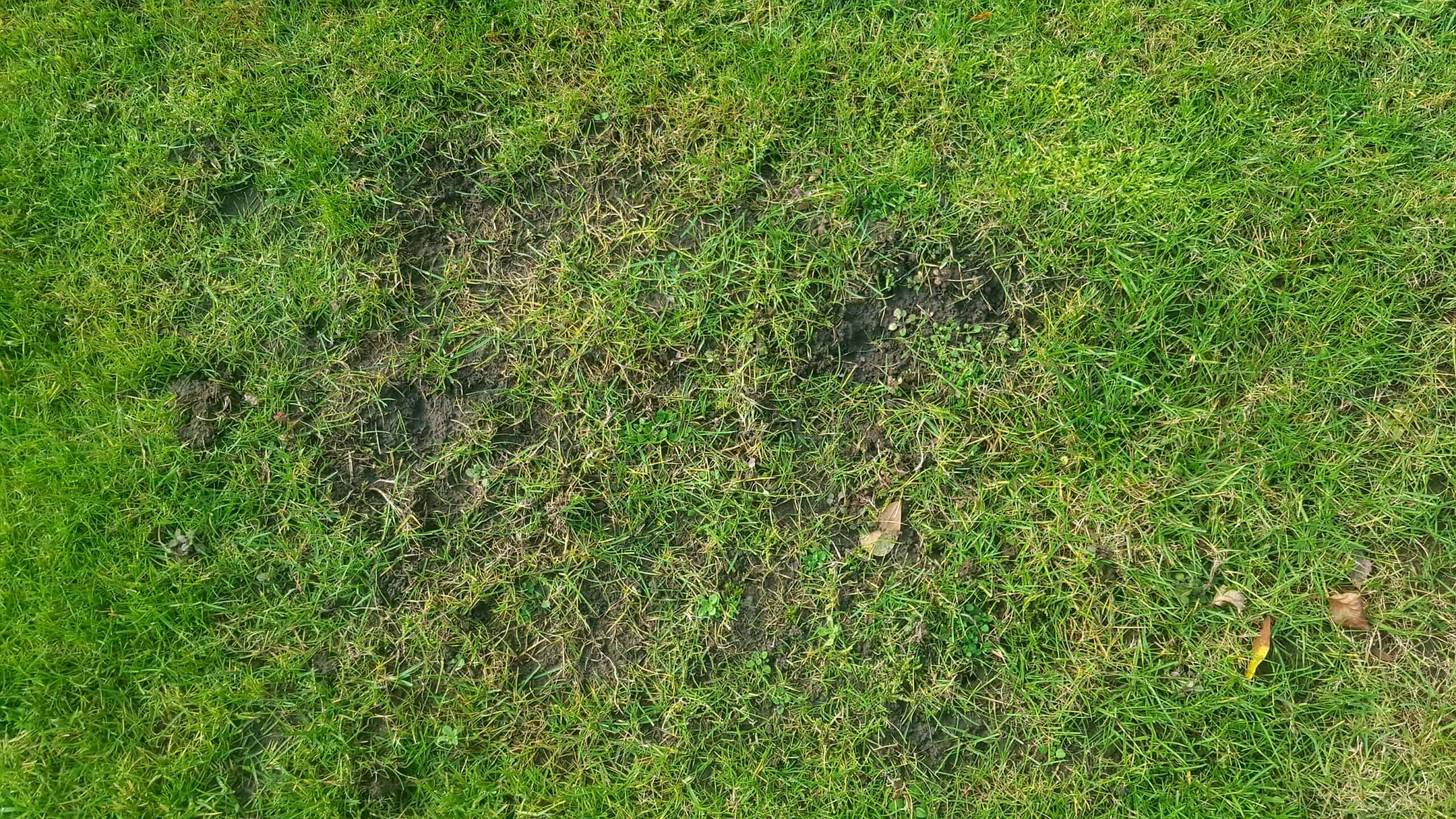 November in our garden - a garden diary November in our garden - chafer grub damage