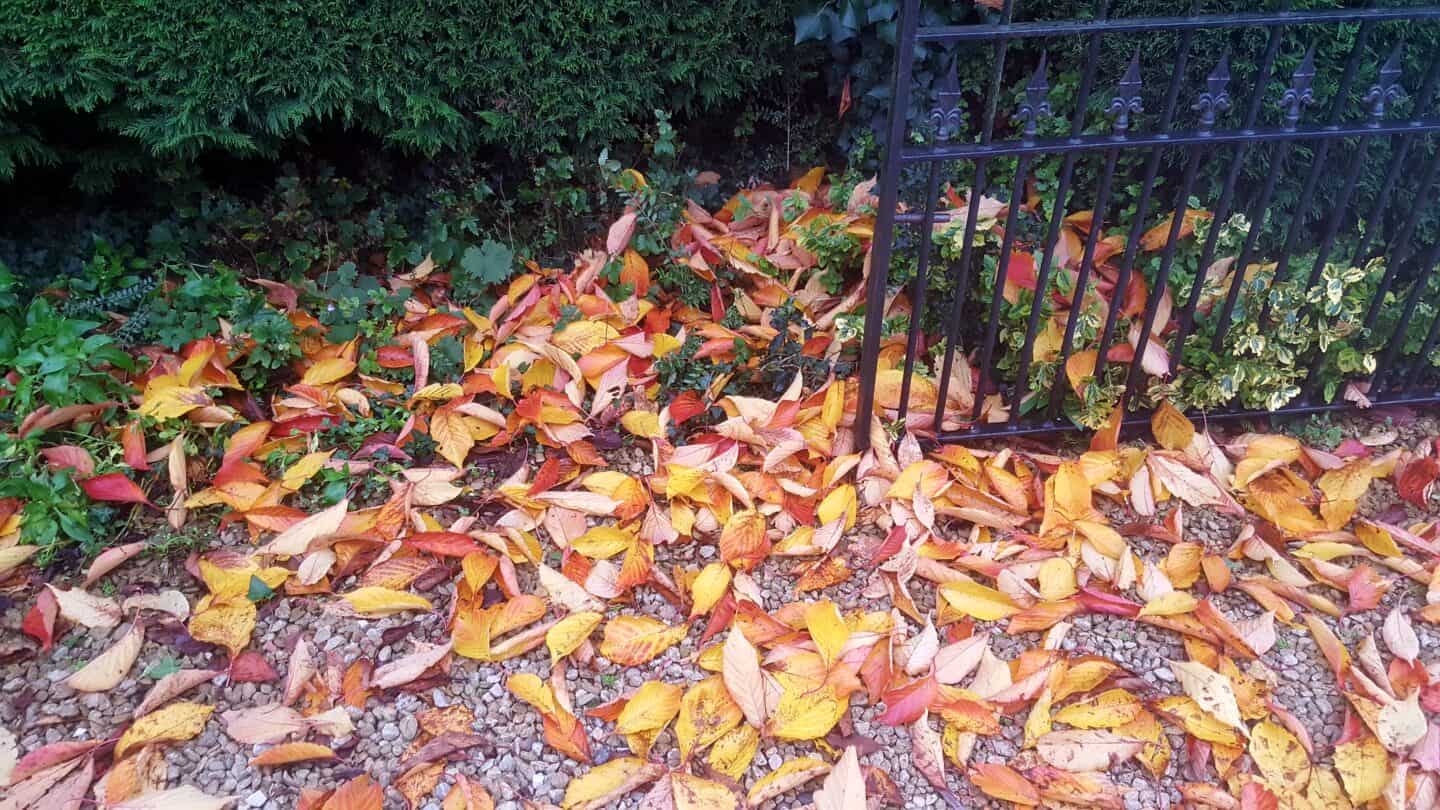 November in our garden - a garden diary November in our garden - autumn leaves