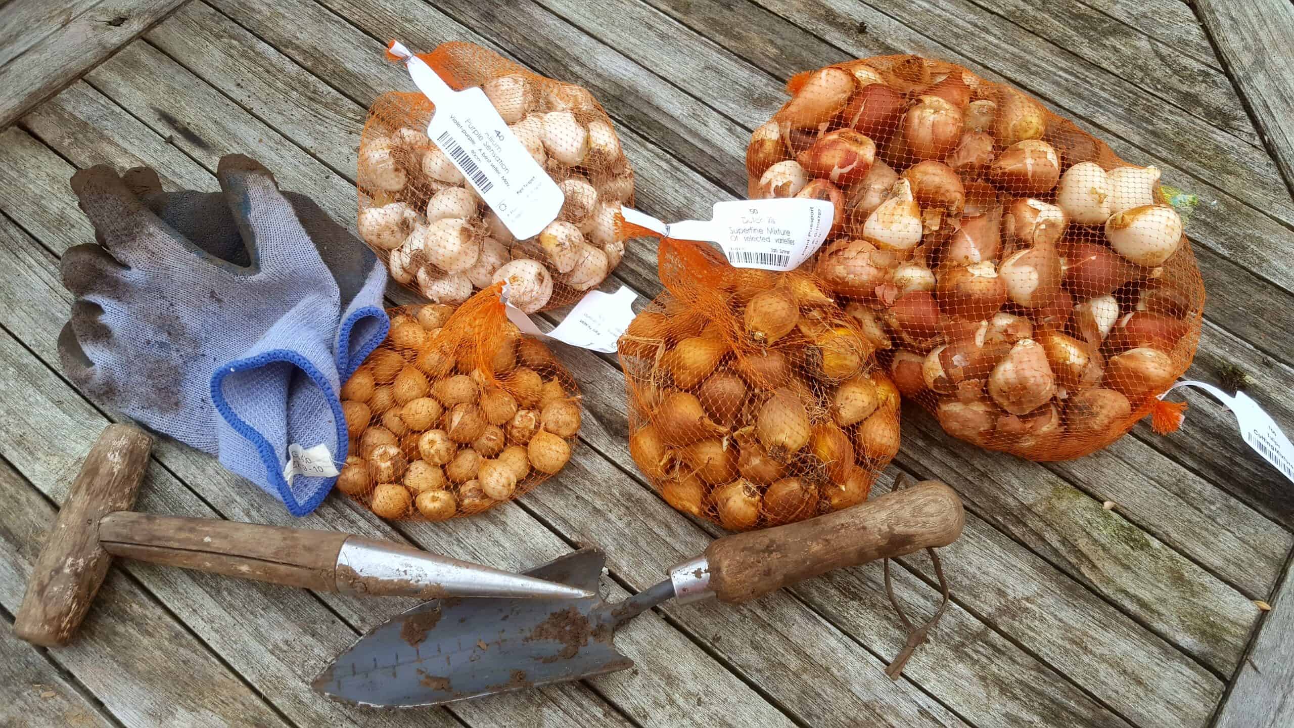 November in our garden - a garden diary November in our garden - bulbs to plant