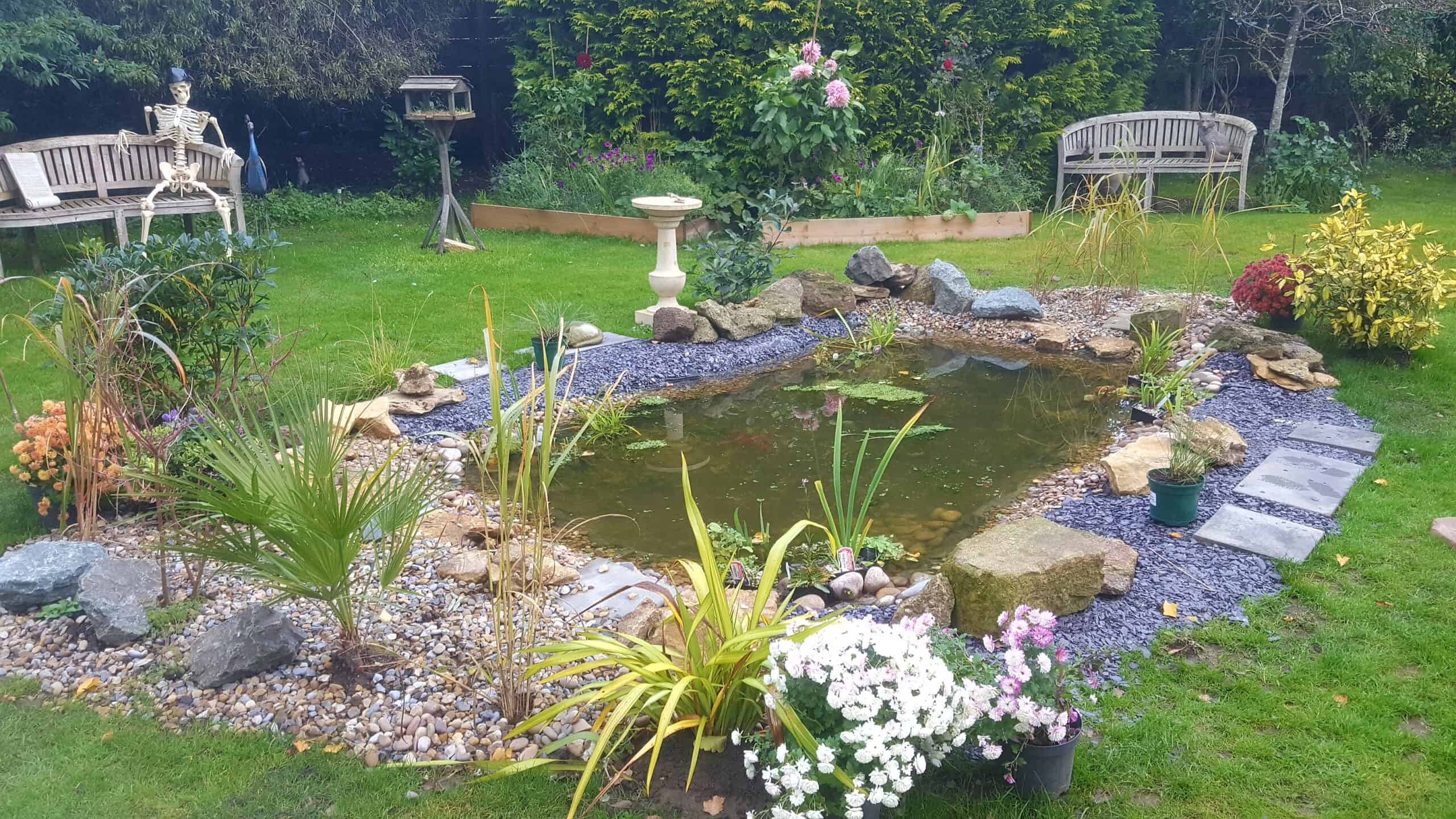 November in our garden - a garden diary November in our garden - wildlife pont