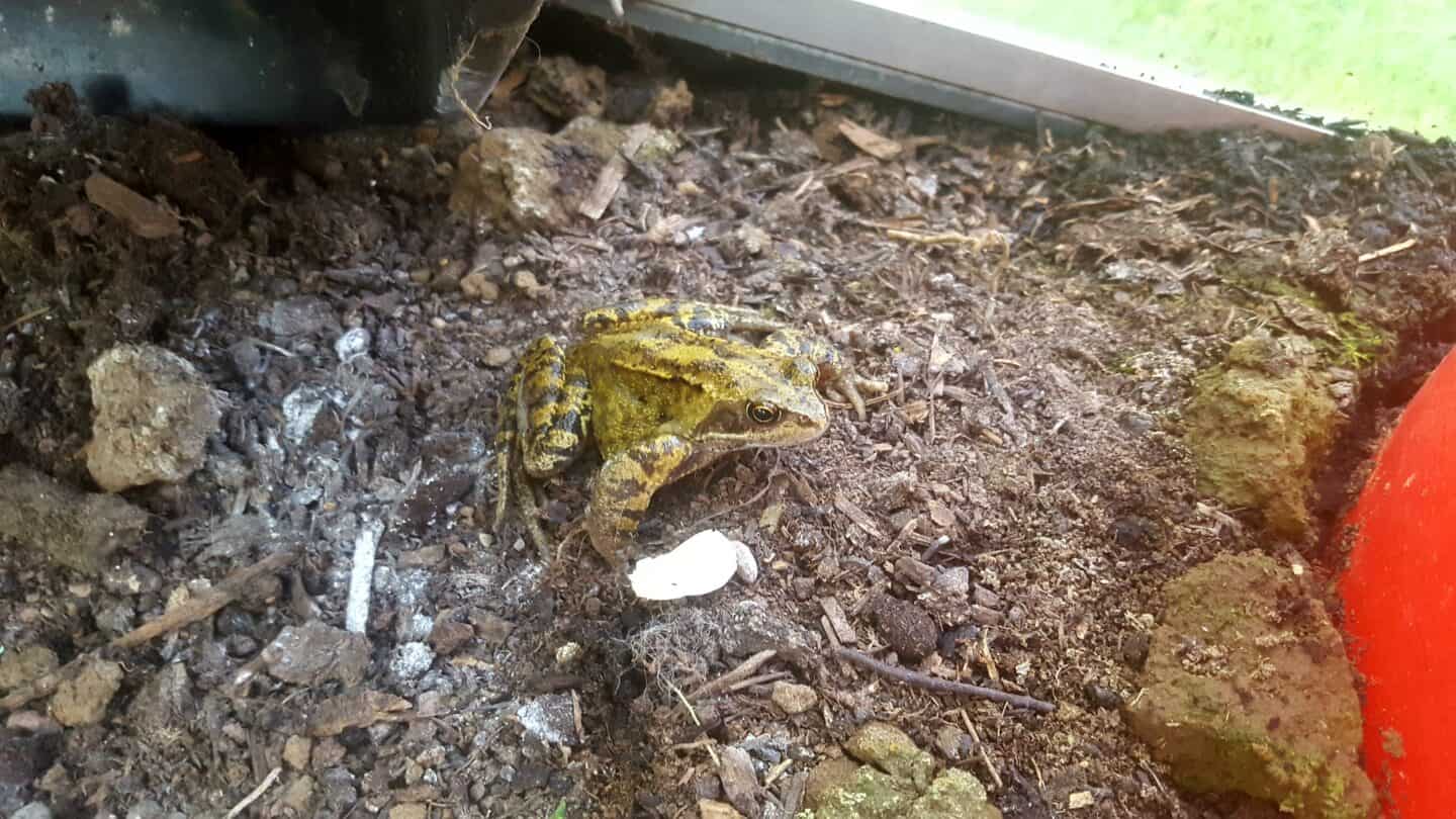 November in our garden - a garden diary November in our garden - frog in greehouse