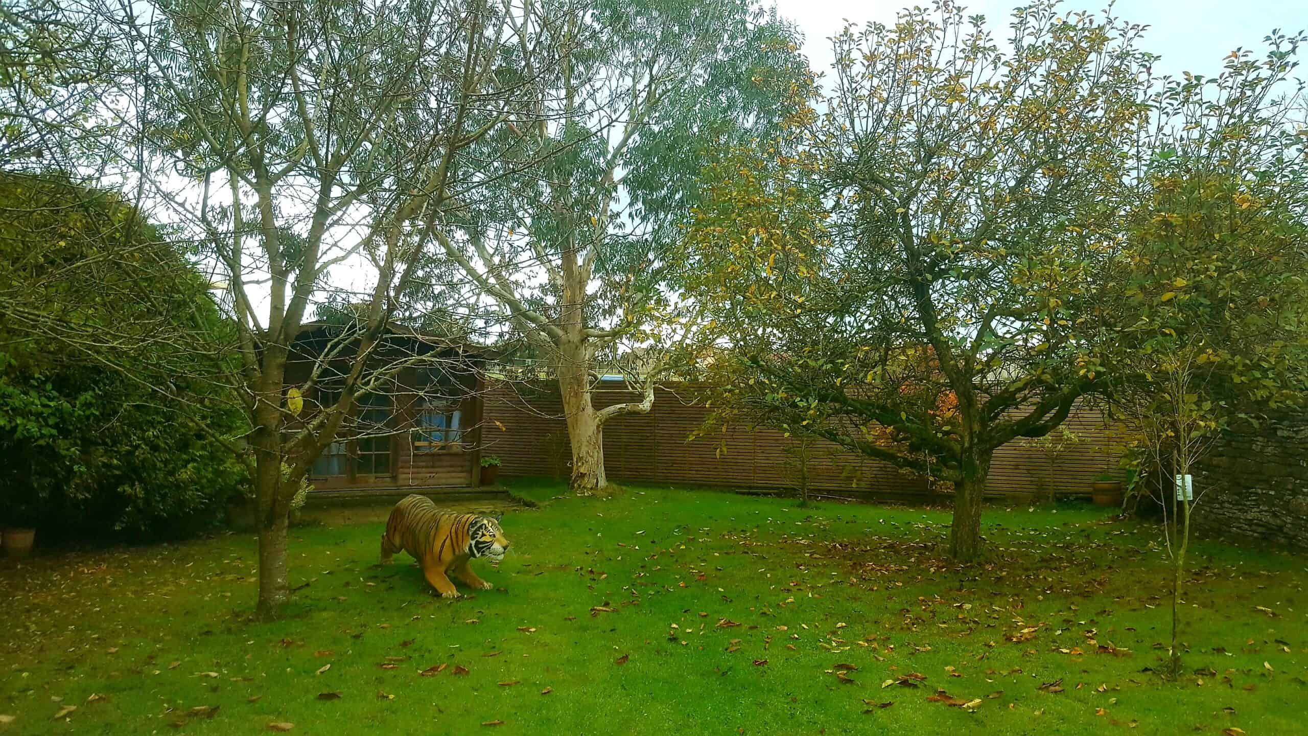 November in our garden - a garden diary November in our garden - orchard with tiger