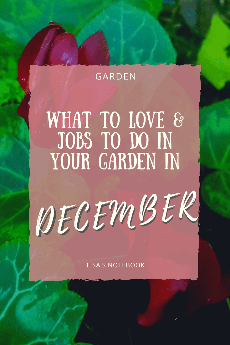 December in our garden - a garden diary December in our garden - red cyclamens