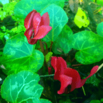 December in our garden - red cyclamens