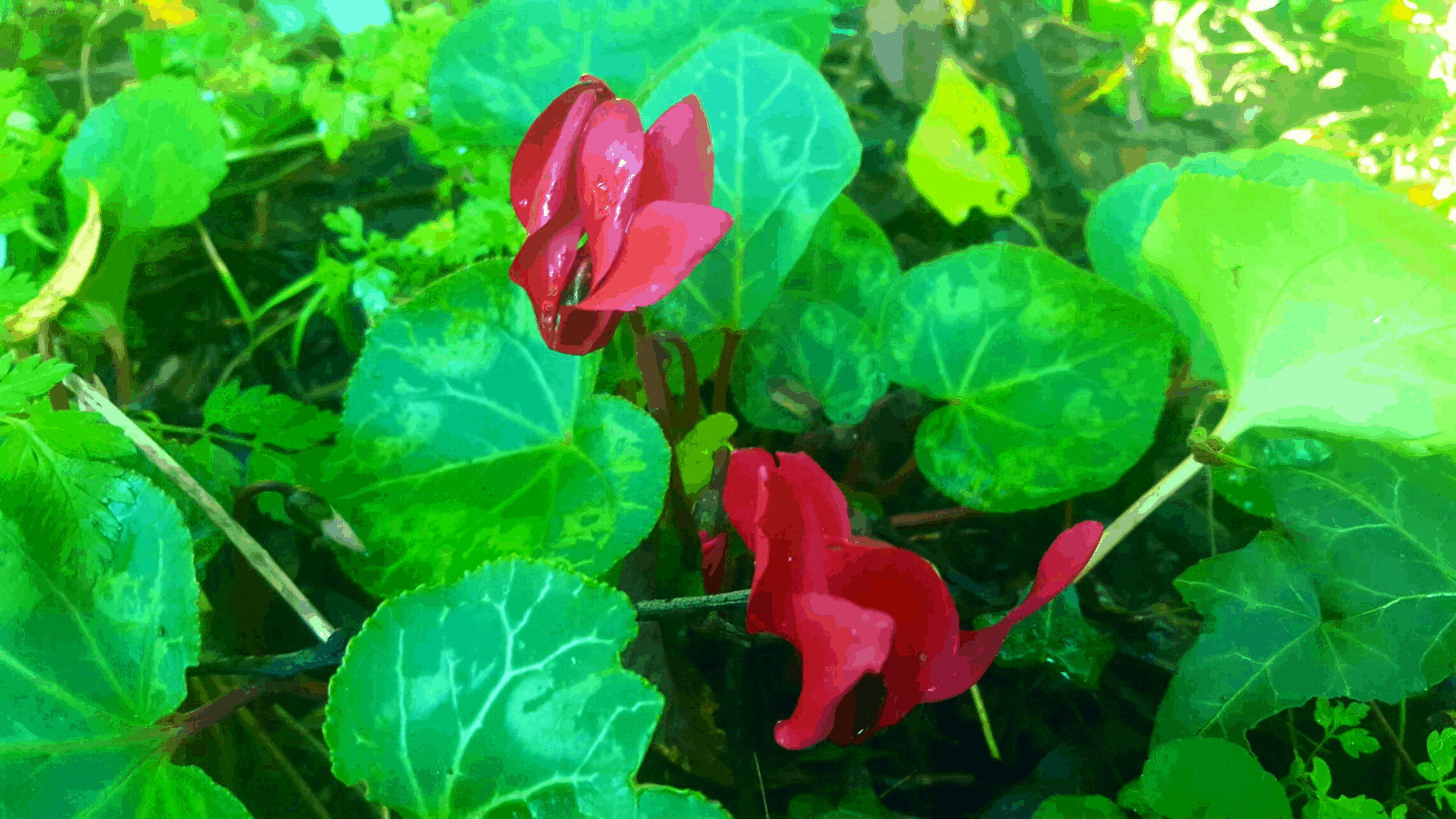 December in our garden - a garden diary December in our garden - red cyclamens