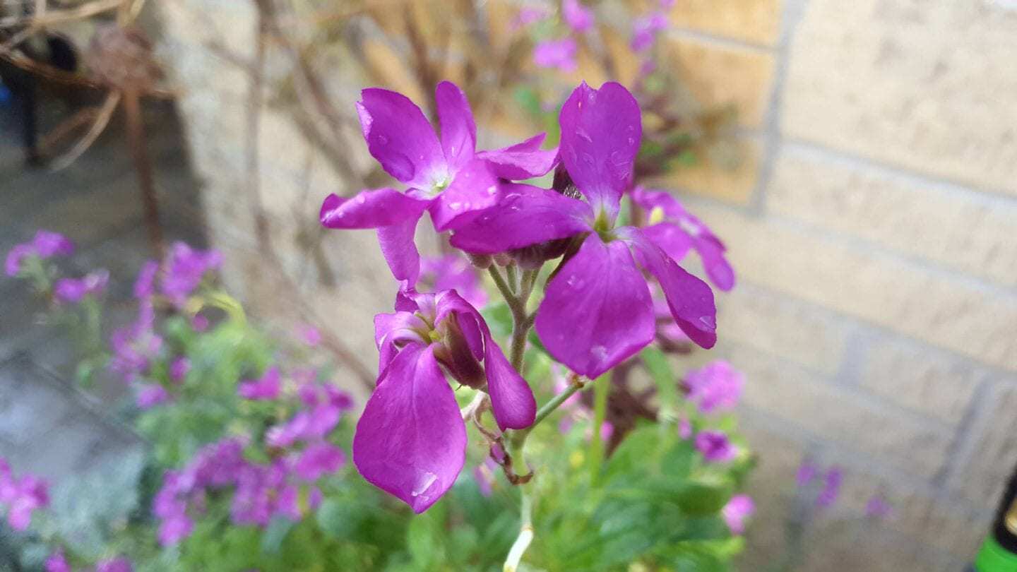 December in our garden - a garden diary December in our garden - purple stock