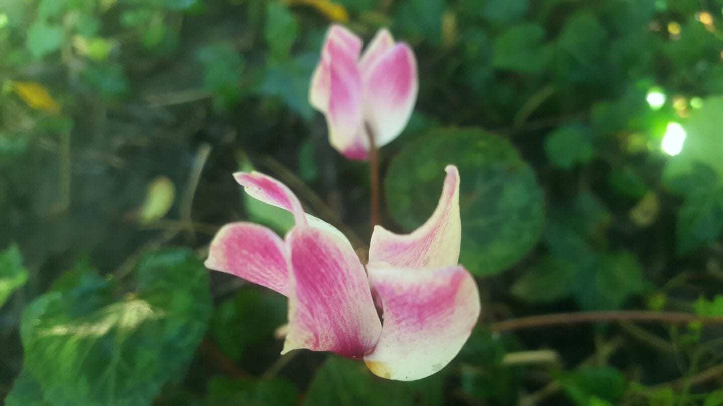 December in our garden - a garden diary December in our garden - pink cyclamens