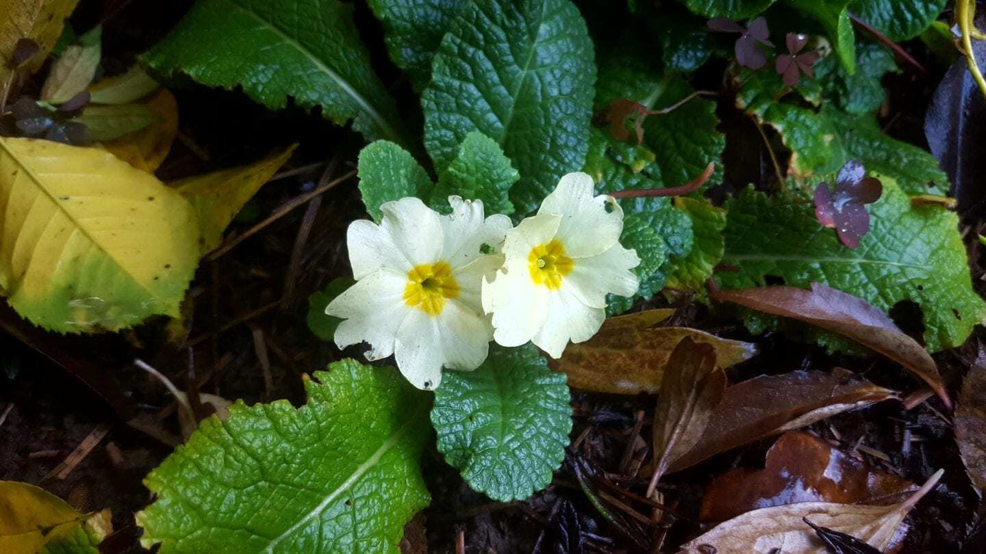 December in our garden - a garden diary December in our garden - white primrose