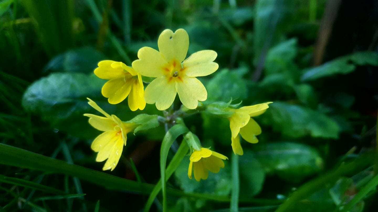 December in our garden - a garden diary December in our garden - yellow primrose