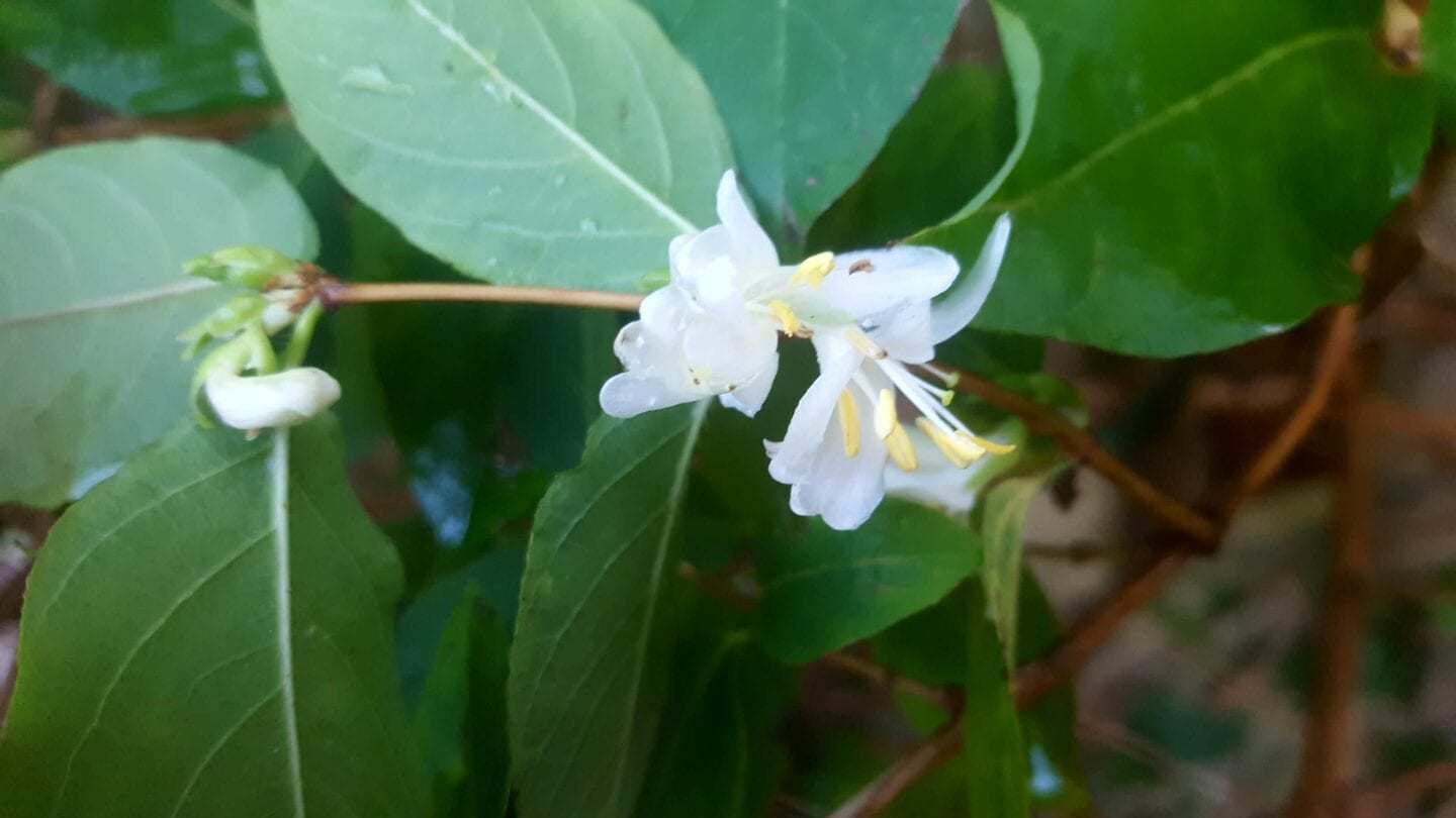 December in our garden - a garden diary December in our garden - winter honeysuckle