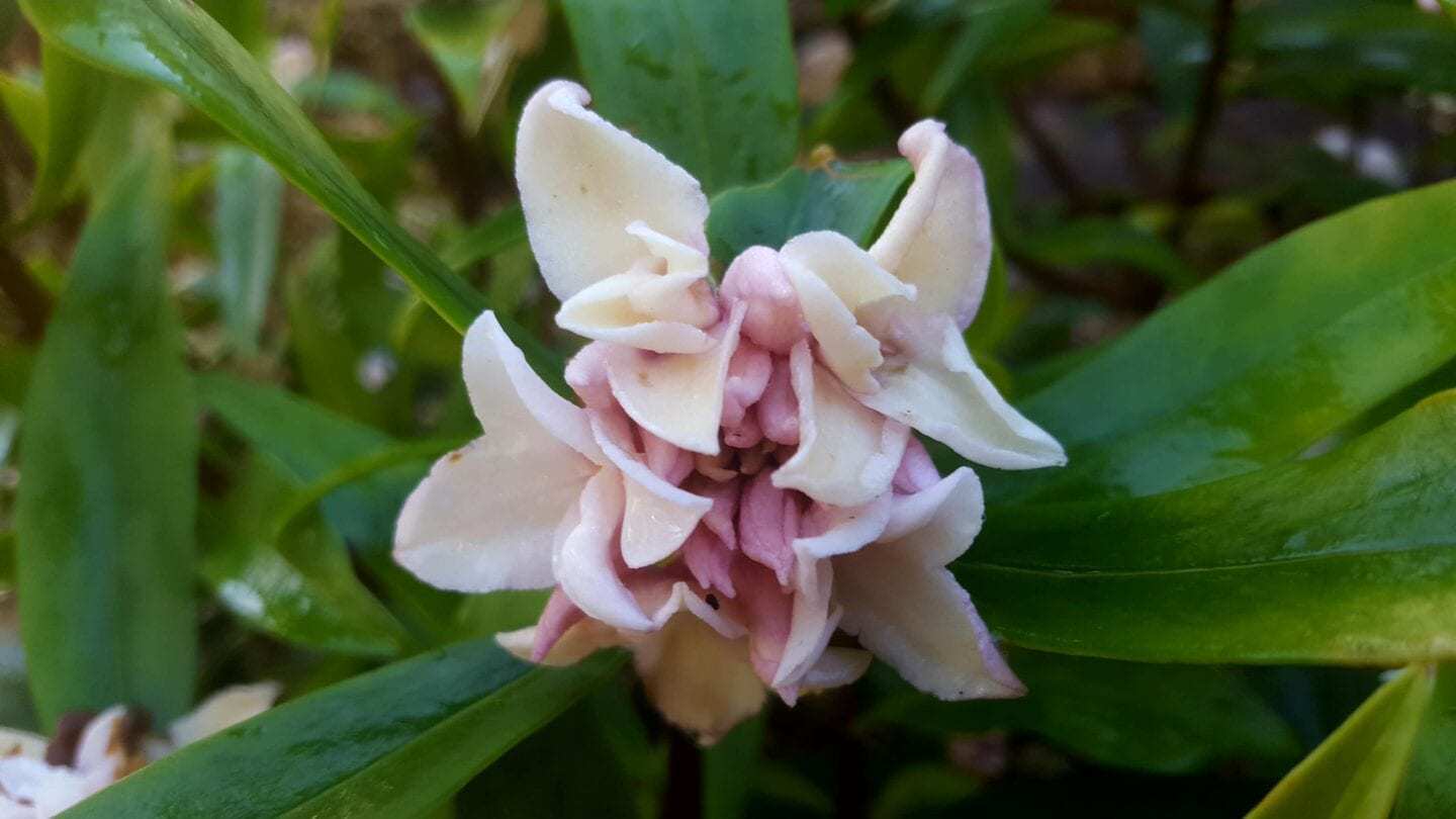 December in our garden - a garden diary December in our garden - daphne odora